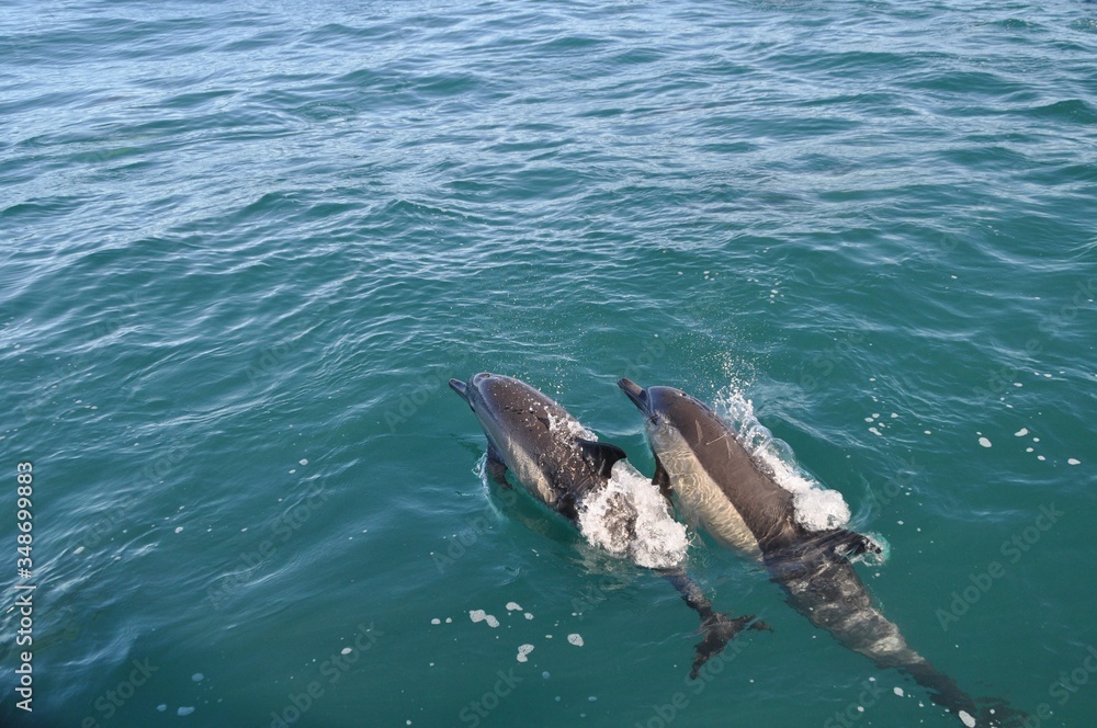 Fototapeta premium Two dolphins swimming in the open sea