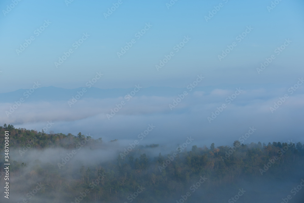 Fototapeta premium Mist tree