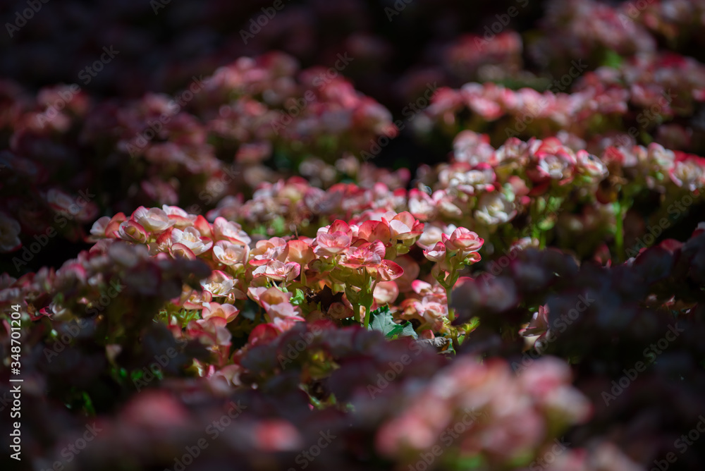 Beautiful flowers of many colors Beautiful flowers of many colors