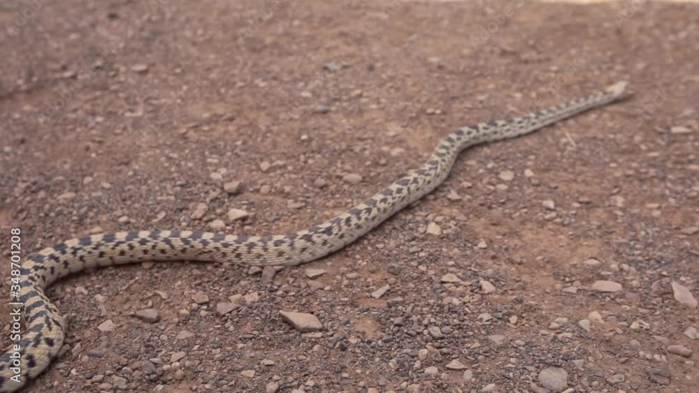 Snake slithering on the on the ground in the desert. Chaco Canyon, New Mexico, USA. Snake slithering on the on the ground in the desert. Chaco Canyon, New Mexico, USA.