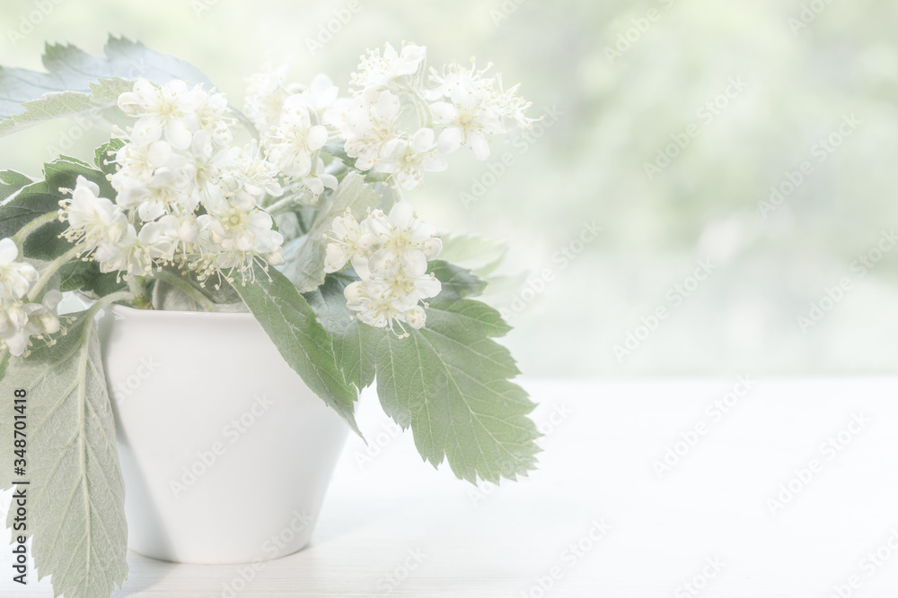 The white blossoms of the mountain ash close up. White flowers in a small white vase on a blurred green background for design on the theme of spring, spring wedding, decor. High key The white blossoms of the mountain ash close up. White flowers in a small white vase on a blurred green background for design on the theme of spring, spring wedding, decor. High key