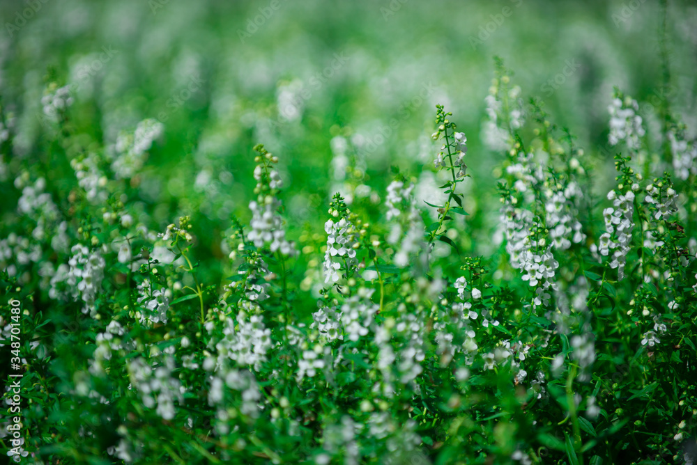 Beautiful flowers of many colors Beautiful flowers of many colors