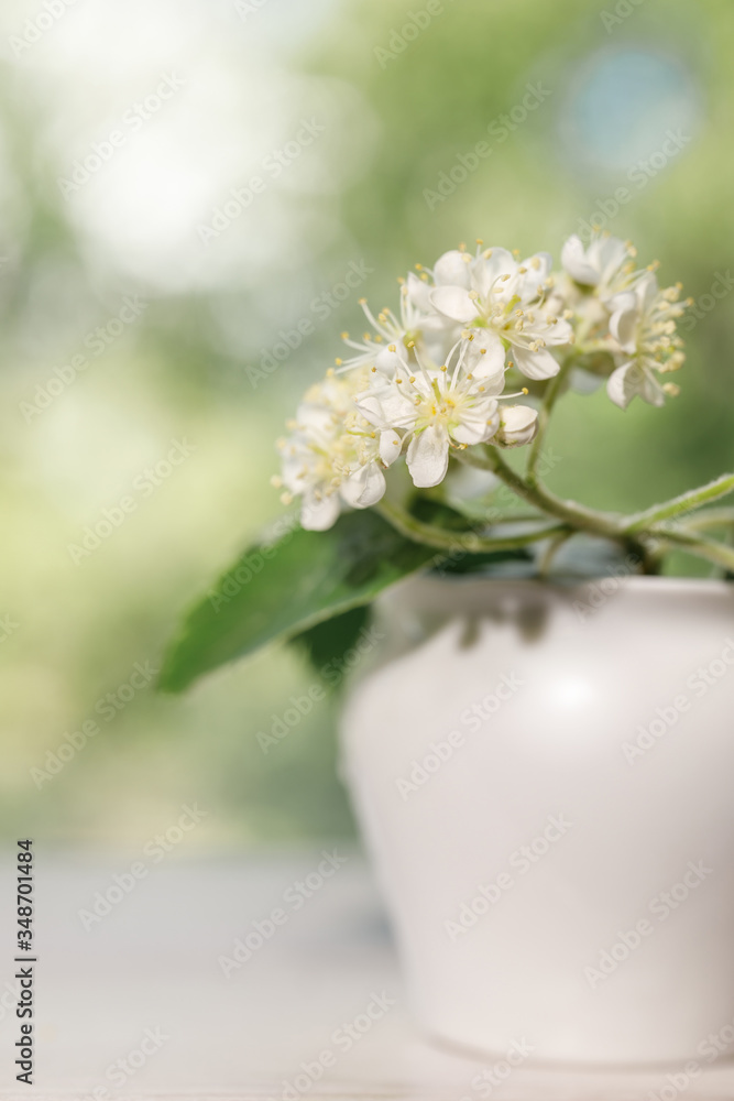 The white blossoms of the mountain ash close up. White flowers in a small white vase on a blurred green background for design on the theme of spring, spring wedding, decor.