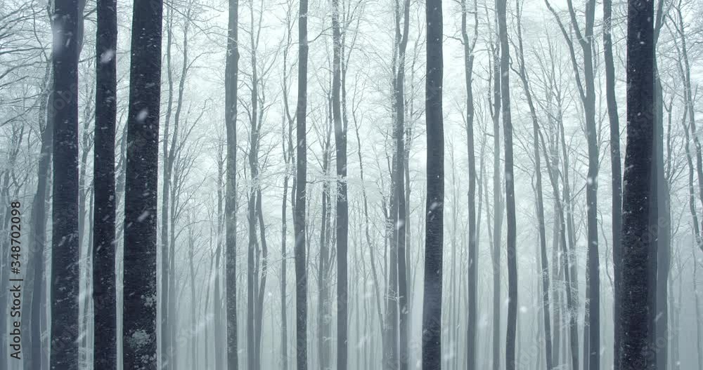 Foggy winter forest with snow falling. Foggy winter forest with snow falling.