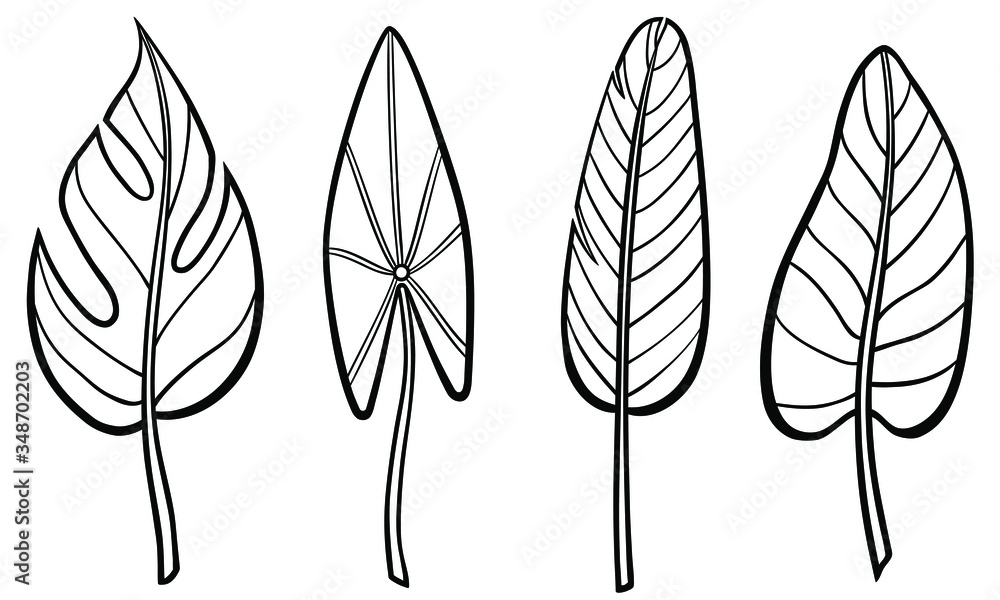 Fototapeta premium Set of different hand drawn plants leaves. Vector outline illustration drawings on a white background. Collection of tropical tree leaves