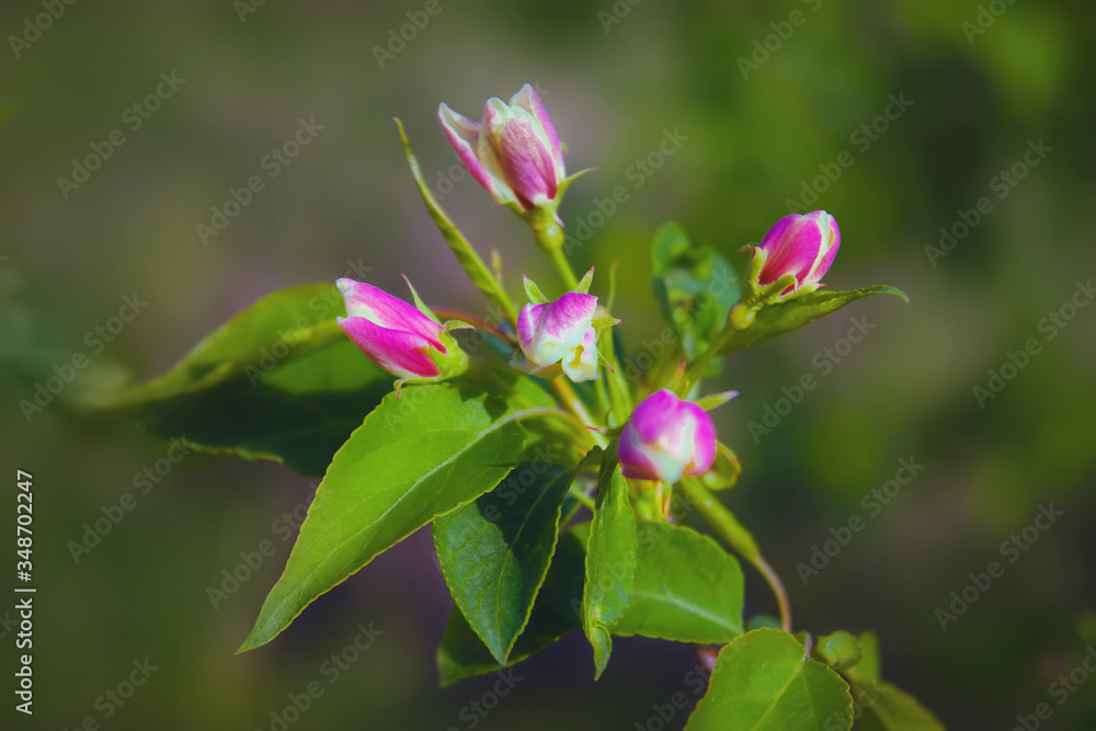 Blossoming flowers of wild apple tree on a blurred background. Blossoming flowers of wild apple tree on a blurred background.