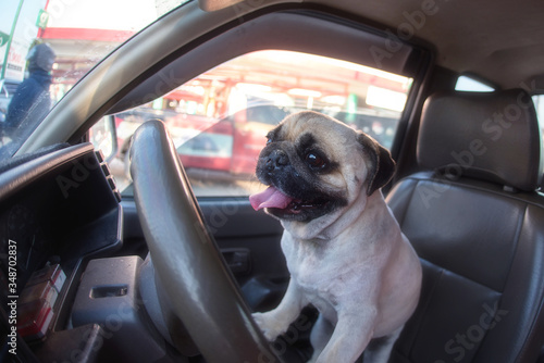 Pug Dog drive a car © nukul2533