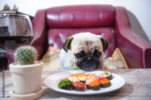 Pug Dog  eat sushi © nukul2533