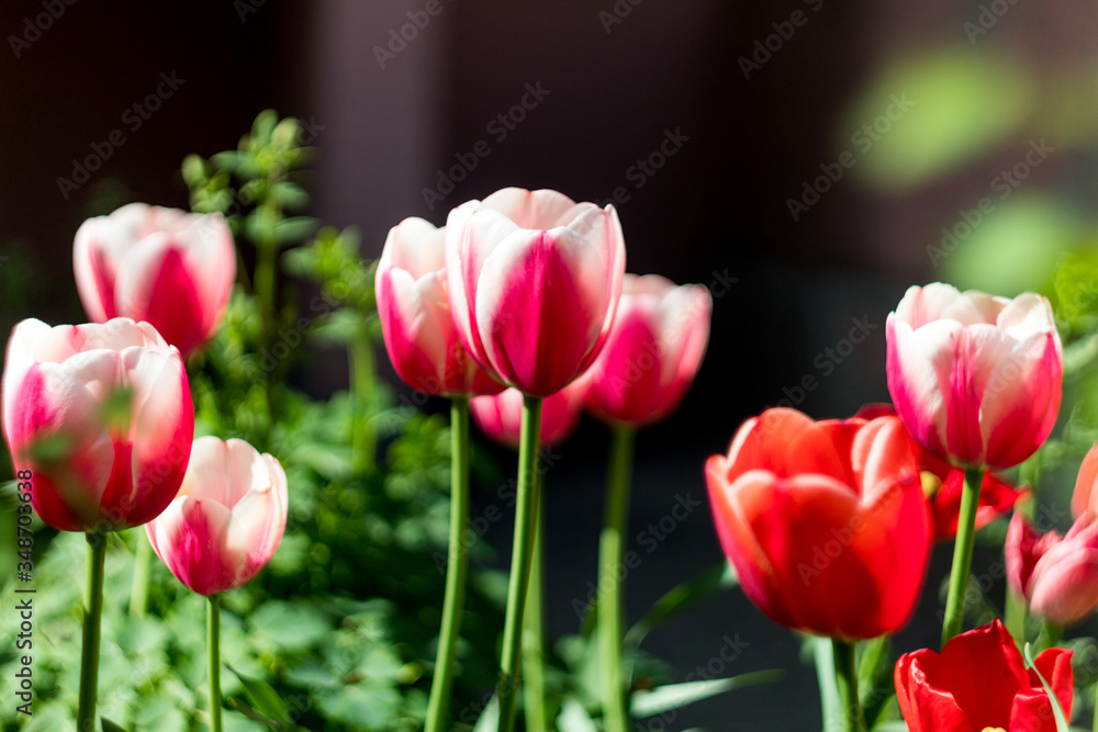 multi-colored tulips in the garden, red pink and white