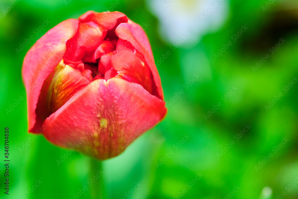 closed red toulpan bud, blurred background. View from side color closed red toulpan bud, blurred background. View from side color