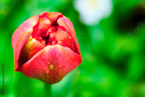 closed red toulpan bud, blurred background. View from side color