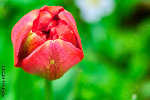 closed red toulpan bud, blurred background. View from side color