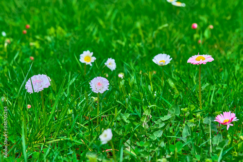 wildflowers on green grass, blurred background. View from above color © LemPro Filming Life