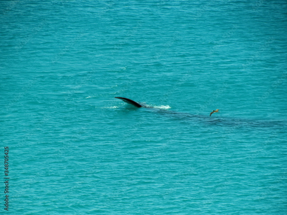 Obraz premium Southern Right Whale Sighting at Praia Grande