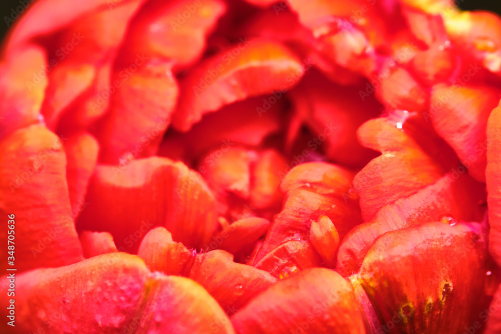 macro photo red toulpan bud, blurred background. View from above color macro photo red toulpan bud, blurred background. View from above color
