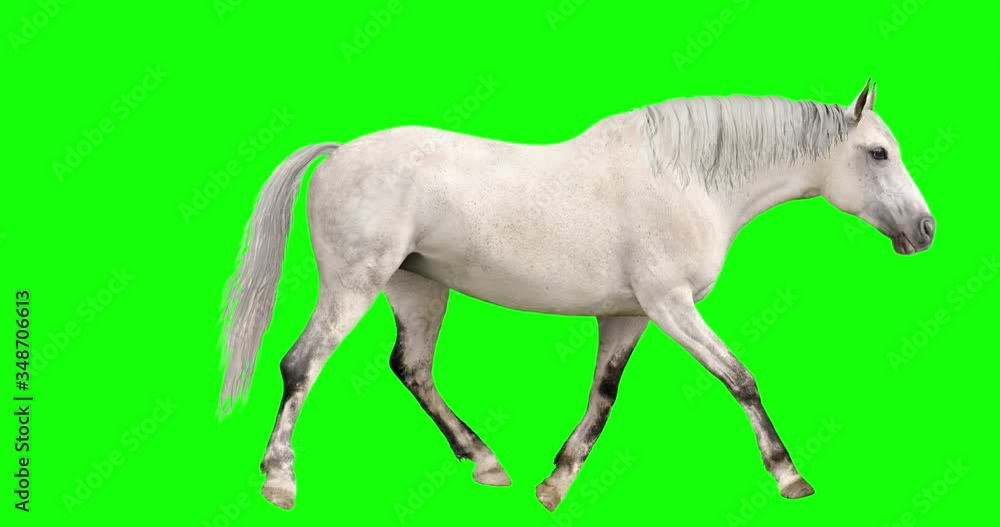 White Horse Looping Gaits