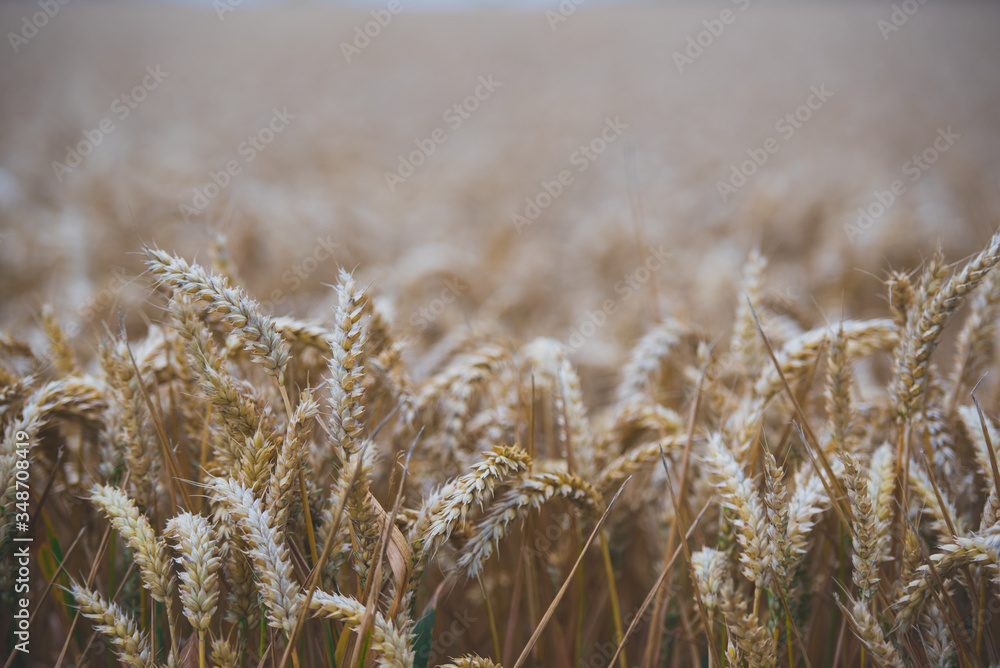 Fototapeta premium Wheat field
