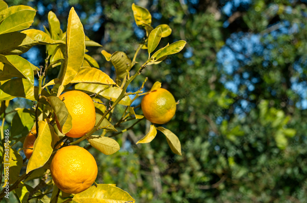 Oranges on trees for harvesting in Algarve, Portugal