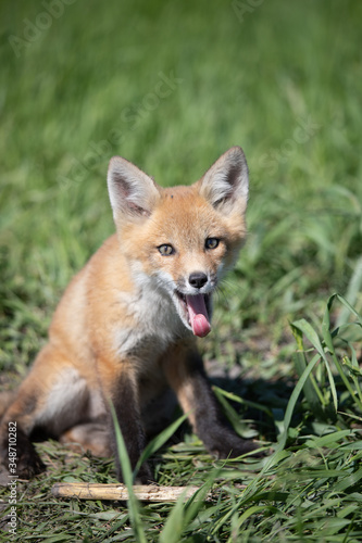 Young Baby Fox Playing in the Sun © Nolan
