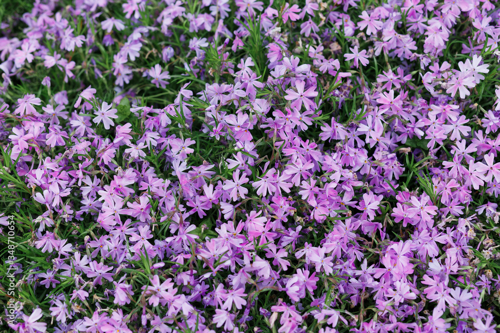 Full Frame Shot Of Multi Colored Flowers. High angle flower arrangement. Pink And Purple Flower Bouquets At Market. Hello spring. Gift for international woman day. Selective focus Full Frame Shot Of Multi Colored Flowers. High angle flower arrangement. Pink And Purple Flower Bouquets At Market. Hello spring. Gift for international woman day. Selective focus
