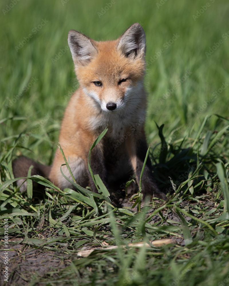 Young Baby Fox Playing in the Sun Young Baby Fox Playing in the Sun