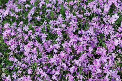 Full Frame Shot Of Multi Colored Flowers. High angle flower arrangement. Pink And Purple Flower Bouquets At Market. Hello spring. Gift for international woman day. Selective focus