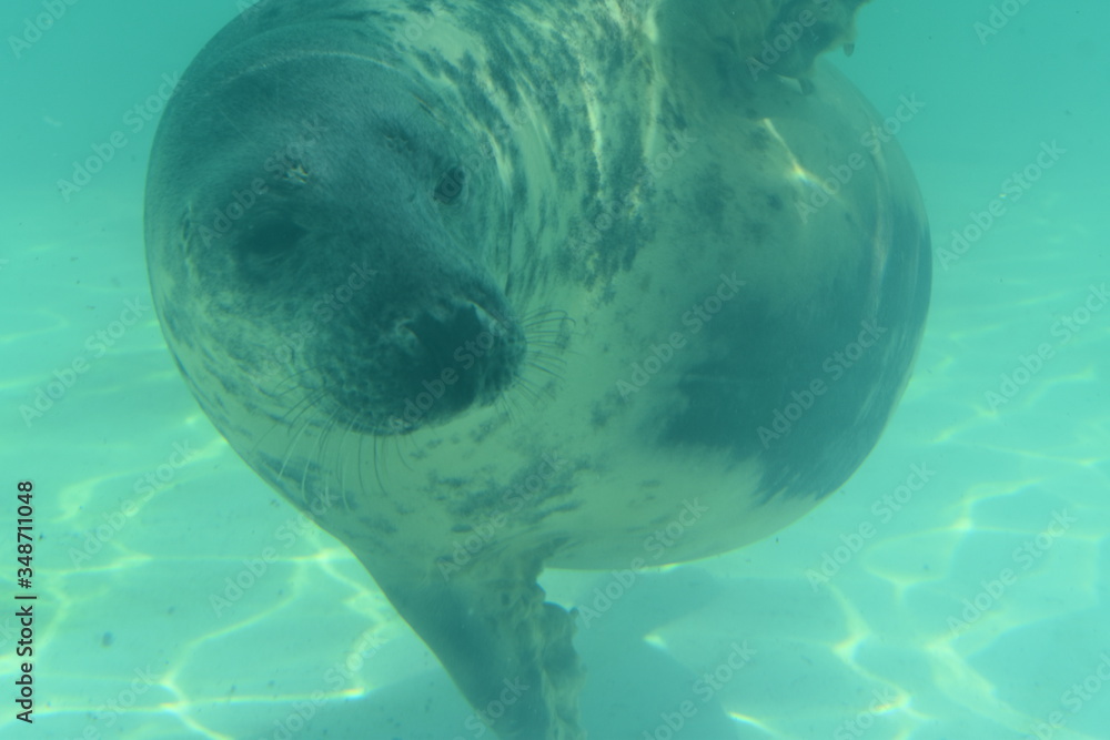 Fototapeta premium Swimming Seal