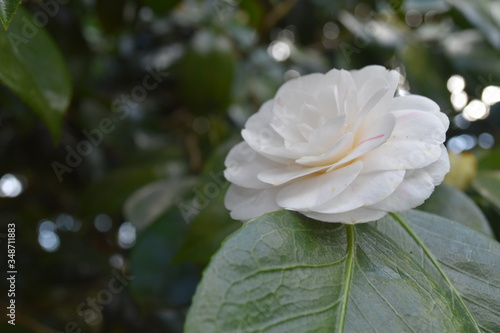 Fototapeta Naklejka Na Ścianę i Meble -  White Floribunda Rose