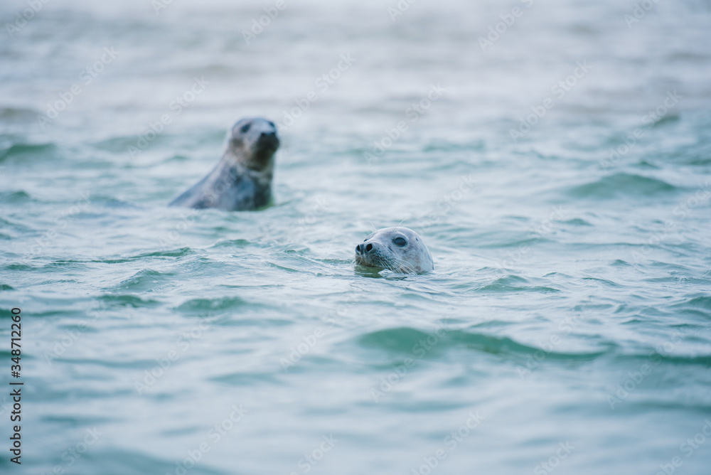 Fototapeta premium sea lion