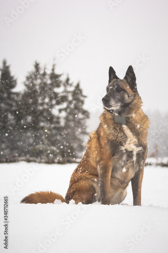 German shepherd in winter enjoying snow