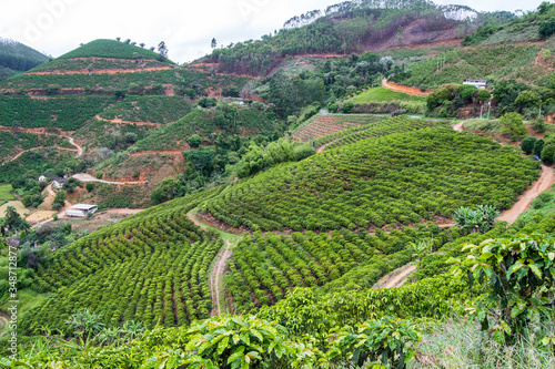 Coffee plantations in the mountains of Esp  rito Santo  in Brazil