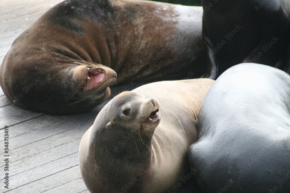 Naklejka premium サンフランシスコの鉄板・名所 フィッシャーマンズワーフ