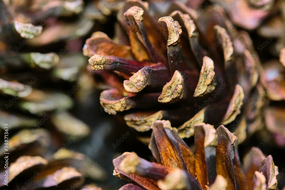 many lots of pine cones macro photo color