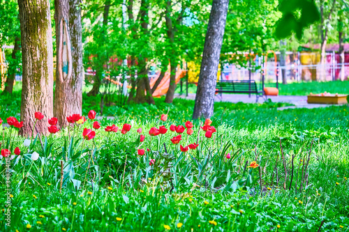 Fototapeta Naklejka Na Ścianę i Meble -  red tulips on the lawn general plan color
