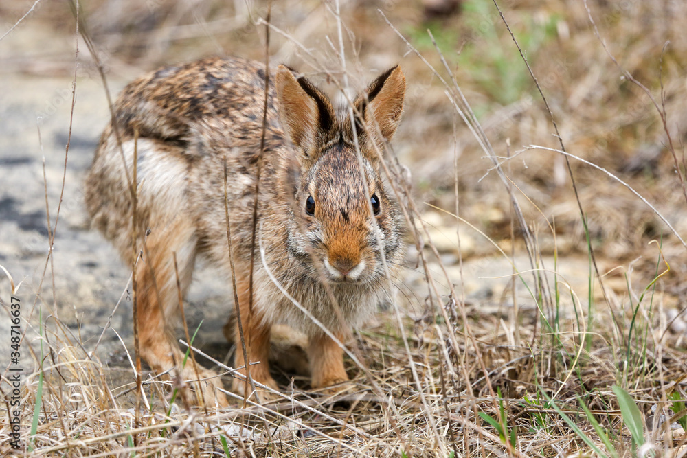 Fototapeta premium Cottontail rabbit