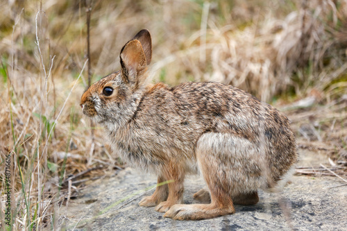 Cottontail Rabbit