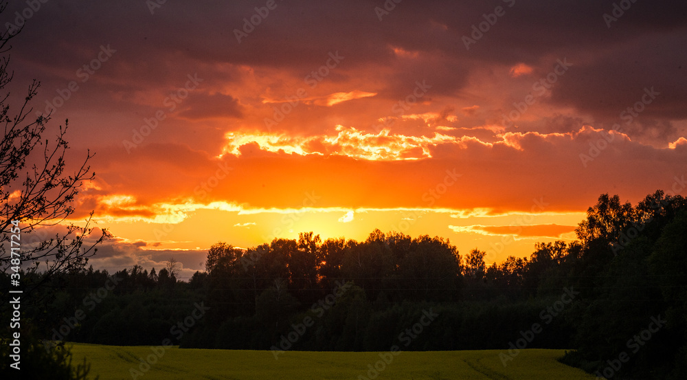 Sunset over a yellow rape field with forest near