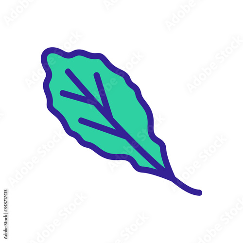 organic arugula leaf icon vector. organic arugula leaf sign. color symbol illustration