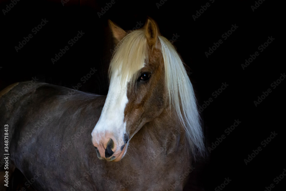 Obraz premium Gypsy with black background 