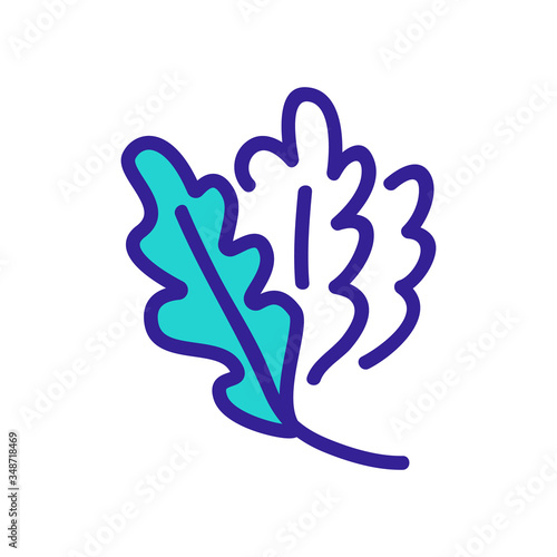 vegan plants arugula leaves icon vector. vegan plants arugula leaves sign. color symbol illustration