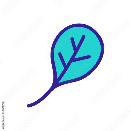 rucolla leaf icon vector. rucolla leaf sign. color symbol illustration