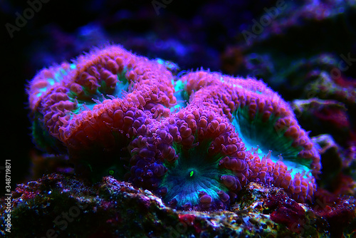 Blastomussa wellsi - Big Polyp Blastomussa LPS Coral  © Kolevski.V