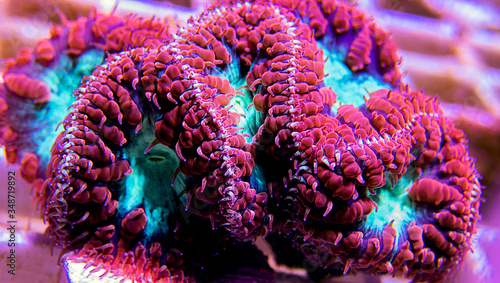 Blastomussa wellsi - Big Polyp Blastomussa LPS Coral
 photo