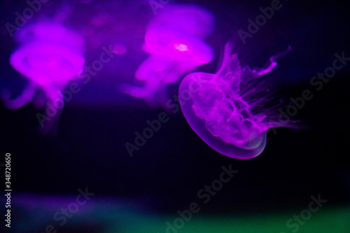 Jellyfish on aquarium