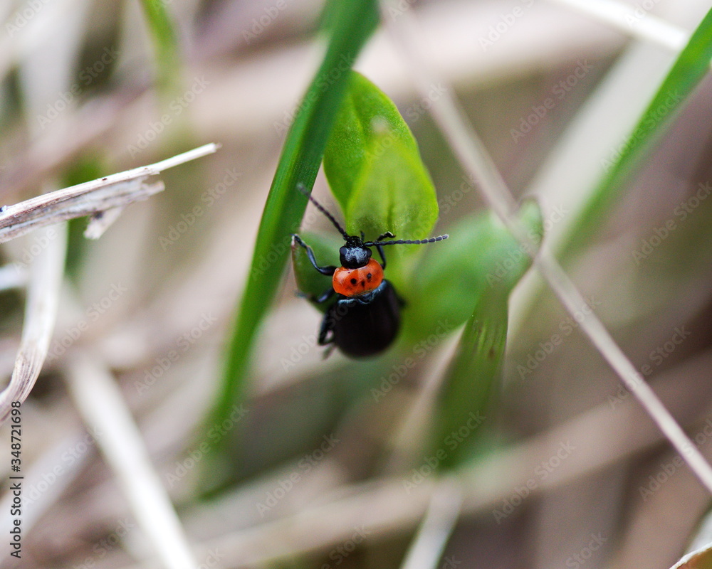 Small beetle crawling on a blade of grass during late spring in Ontario, Canada. Small beetle crawling on a blade of grass during late spring in Ontario, Canada.