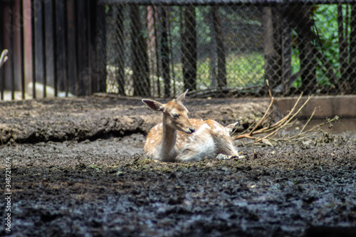 Fototapeta Naklejka Na Ścianę i Meble -  Deer on zoo