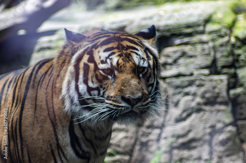 Fototapeta Naklejka Na Ścianę i Meble -  Bengal tiger on zoo