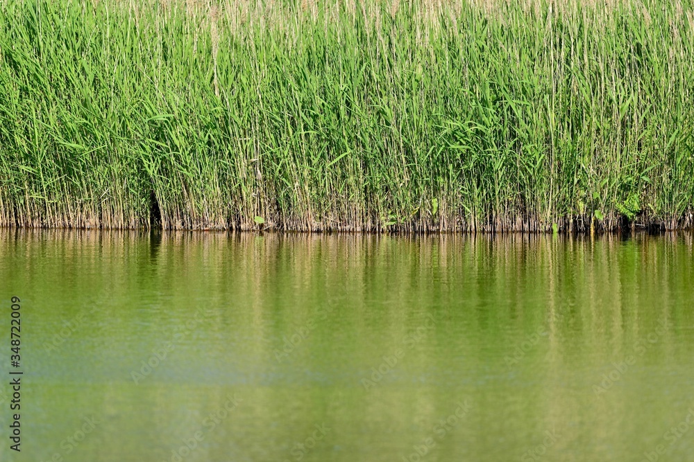 新緑の葦が茂る池の情景 新緑の葦が茂る池の情景