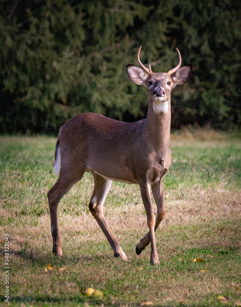 A portrait of a young buck deer in Wyomissing Park, PA A portrait of a young buck deer in Wyomissing Park, PA