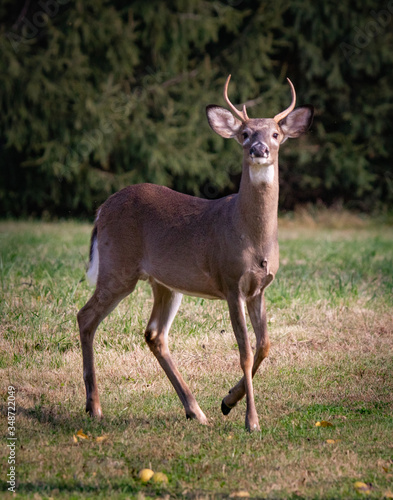 A portrait of a young buck deer in Wyomissing Park  PA